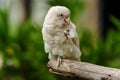 Tanimbar Corella (Cacatua goffiniana) also known as the Goffin\'s cockatoo on wood tree branch Royalty Free Stock Photo