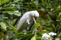 Tanimbar corella, Cacatua goffiniana Royalty Free Stock Photo