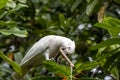 Tanimbar corella, Cacatua goffiniana Royalty Free Stock Photo