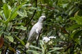 Tanimbar corella, Cacatua goffiniana Royalty Free Stock Photo