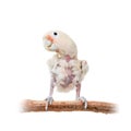 Tanimbar corella or Goffin's cockatoo on white Royalty Free Stock Photo