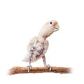 Tanimbar corella or Goffin's cockatoo on white Royalty Free Stock Photo