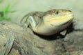 Tanimbar island blue tongue skink Royalty Free Stock Photo