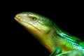 Tanimbar skink, green lizard standing on a piece of wood. Royalty Free Stock Photo