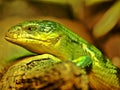 Tanimbar skink Tiliqua scincoides chimaerea, lives on only one island Royalty Free Stock Photo