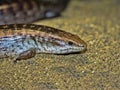 Tanimbar skink Tiliqua scincoides chimaerea, lives on only one island Royalty Free Stock Photo