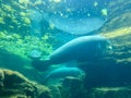 The tank with Manatee eating and swimming around at Seaworld in Orlando, FL Royalty Free Stock Photo