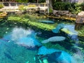 The tank with Manatee eating and swimming around at Seaworld in Orlando, FL