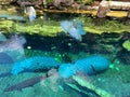 The tank with Manatee eating and swimming around at Seaworld in Orlando, FL