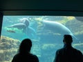 The tank with Manatee eating and swimming around with the silhouette of two people at Seaworld Royalty Free Stock Photo