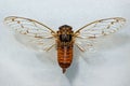 Tanna japonensis is a species of semi-winged cicadas