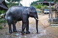 A tanned Asian elephant in captivity, showering