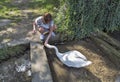 Tanned caucasian woman feed wild white swan in Bled, Slovenia