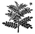 Tanner`s Sumac Branch vintage illustration