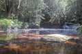 Tannin river in Maliau Basin.