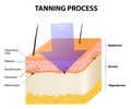 Tanning process