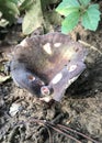 Purple Gilled Laccaria Mushrooms