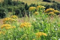 Tansy Royalty Free Stock Photo