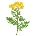 Branch of outline medicinal Tansy Tanacetum vulgare flower with buds and leaves isolated on white background.