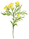 Tansy