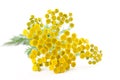 Tansy