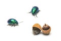 Tansy beetle chrysolina graminis Royalty Free Stock Photo