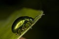 Tansy beetle on leaf