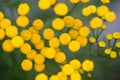 Tansy, bitter buttons, cow bitter or golden buttons Tanacetum v