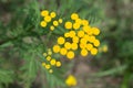 Tansy, bitter buttons, cow bitter yellow flowers closeup selective focus