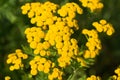 Tansy, bitter buttons, cow bitter yellow flowers closeup selective focus