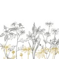 Tansy and Chamomile. Bouquet of hand drawn flowers and herbs. Botanical plant illustration. Vintage medicinal herbs Royalty Free Stock Photo