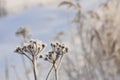 Tansy covered with hoarfrost Royalty Free Stock Photo