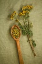 Tansy. Dried. Herbal medicine, phytotherapy medicinal herbs.
