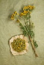 Tansy.Dried. Herbal medicine, phytotherapy medicinal herbs.