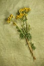 Tansy.Dried herbs. Herbal medicine, phytotherapy medicinal herbs