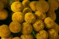 Tansy field flower closeup photography in sunlight.