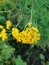 Tansy flower close-up against the sky.