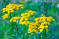 Tansy flower on green natural background