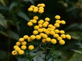 Tansy flower herb