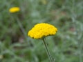 Tansy flower yelow