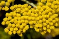 Tansy Flowers Royalty Free Stock Photo