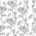 Tansy flowers pattern