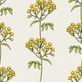 Tansy flowers pattern