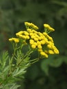 Tansy Royalty Free Stock Photo