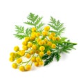 Tansy grass closeup Royalty Free Stock Photo