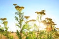 Tansy growing in a wild meadow. Royalty Free Stock Photo