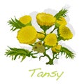 Tansy herb vector illustration