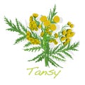 Tansy herb vector illustration