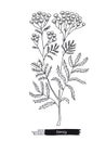 Tansy isolated vector sketch