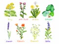 Tansy, milk thistle, dandelion, coltsfoot, lavender, calendula, chamomile and salvia, medical wild flowers collection, isolated Royalty Free Stock Photo